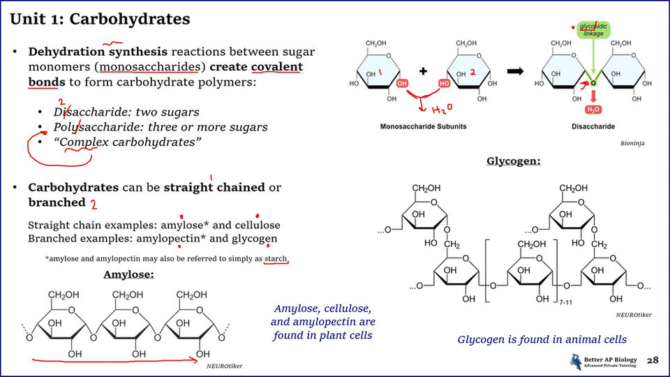 L4- Carbohydrates (Free)